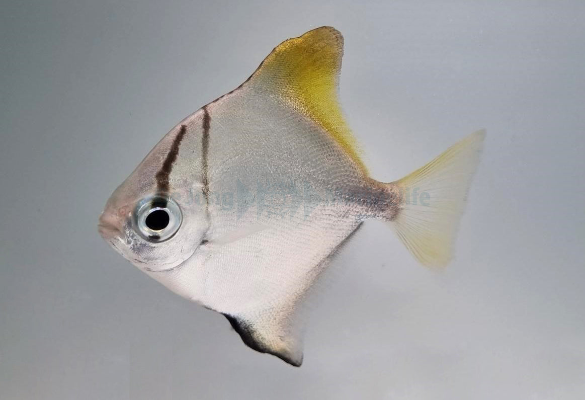 Monodactylus argenteus