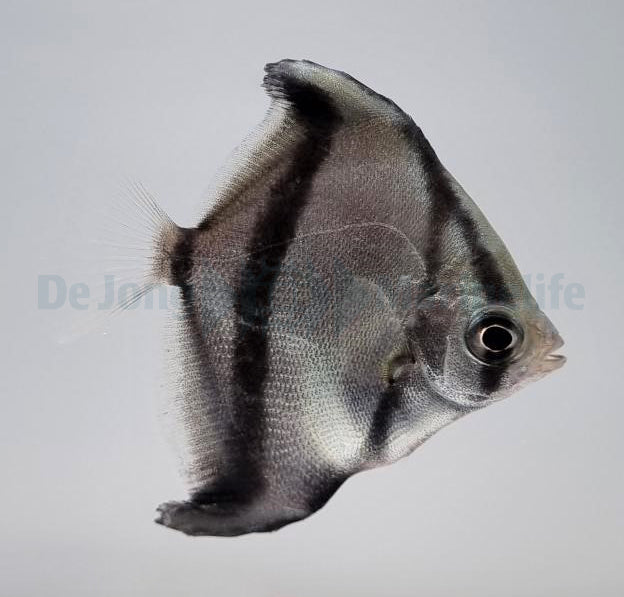 Monodactylus sebae - T.B.