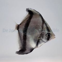 Monodactylus sebae - T.B.