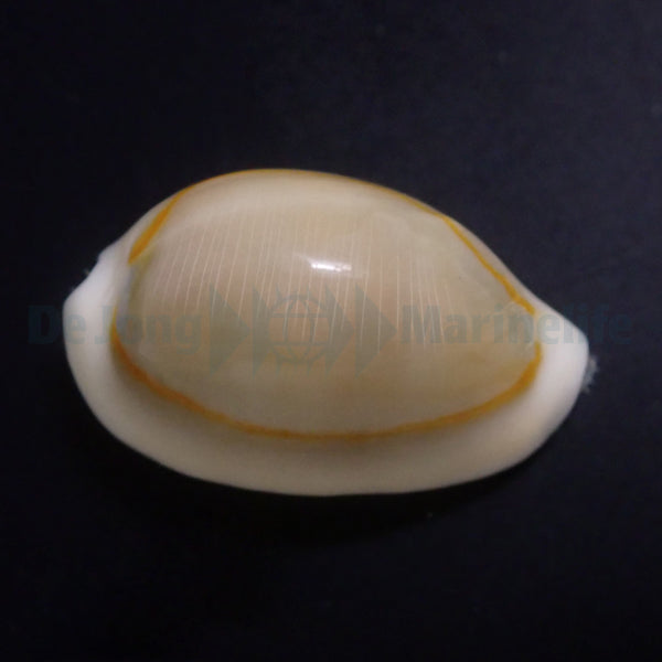 Monetaria annulus