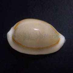 Monetaria annulus