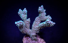 Montipora capitata