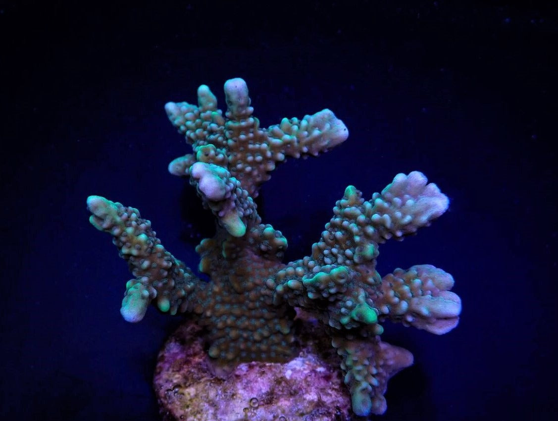 Montipora capitata (frag)