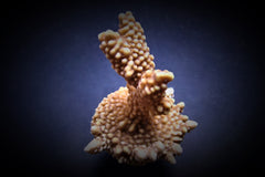 Montipora capitata (frag)