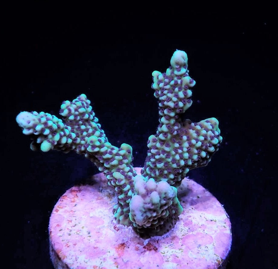 Montipora capitata (frag)