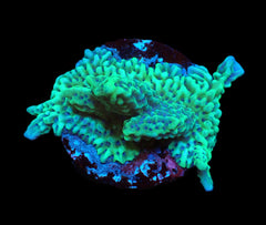 Montipora capitata (Green) (DJM Grown) pb 624