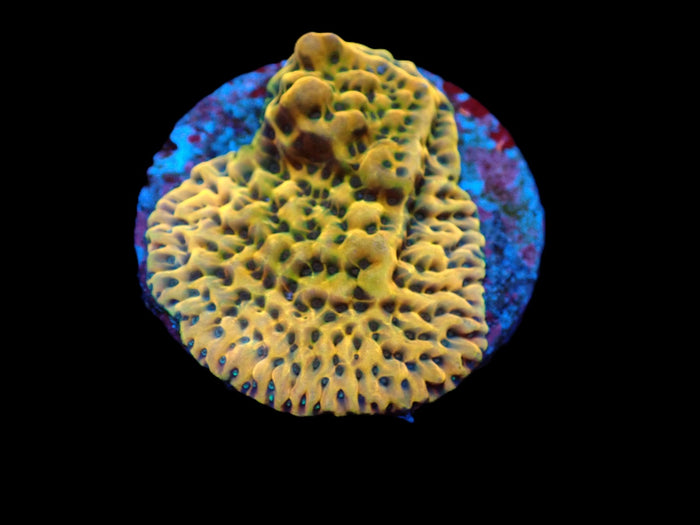 Montipora danae (Crazy T) (DJM Grown) pb 267