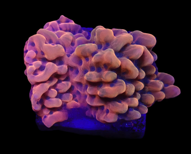 Montipora danae (JF Altered Ego) (frag)
