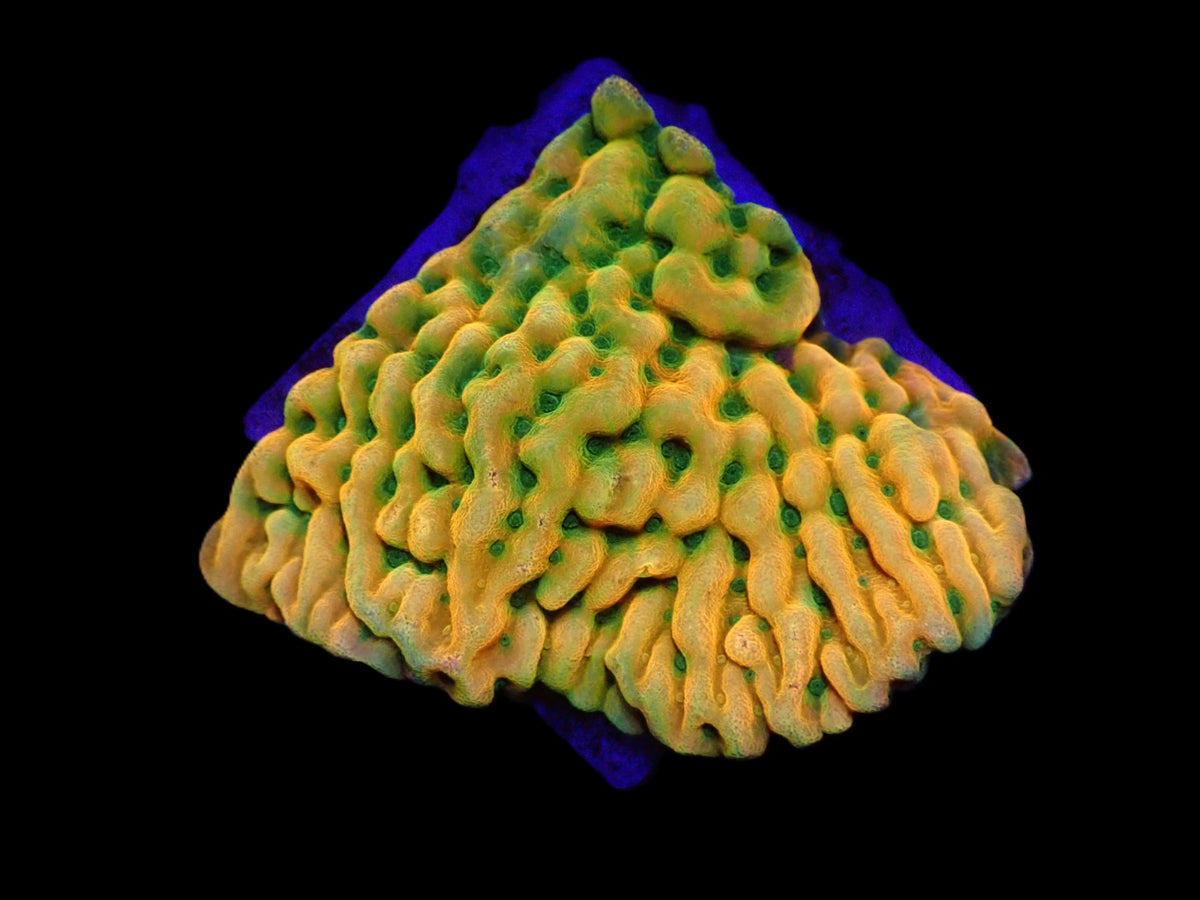 Montipora danae (JF Beach Bum) (frag)