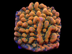 Montipora danae (JF Brain Freeze) (frag)