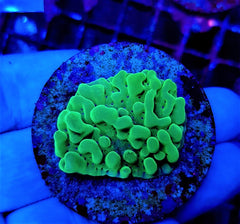 Montipora danae (Premium) (frag)
