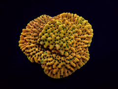 Montipora danae (Ultra) (frag)