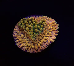 Montipora danae (Ultra) (frag)