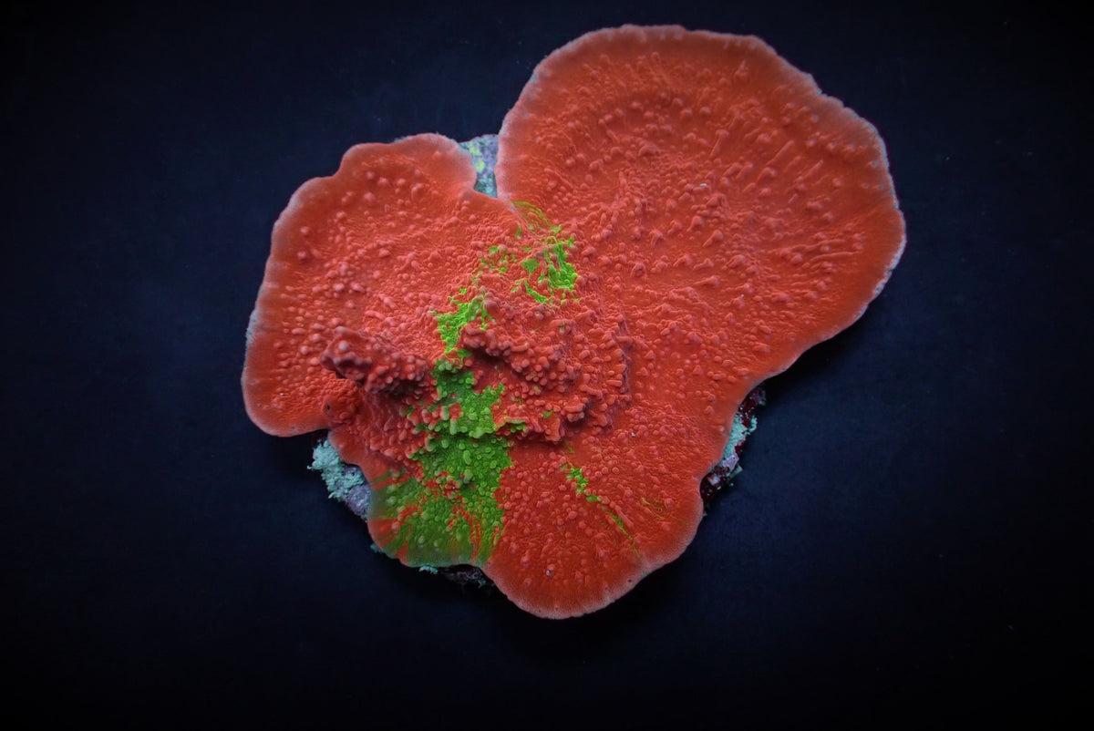 Montipora foliosa (Grafted)