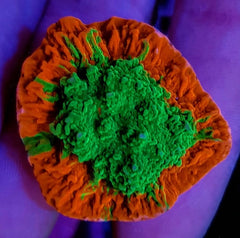 Montipora foliosa (Grafted) (frag)