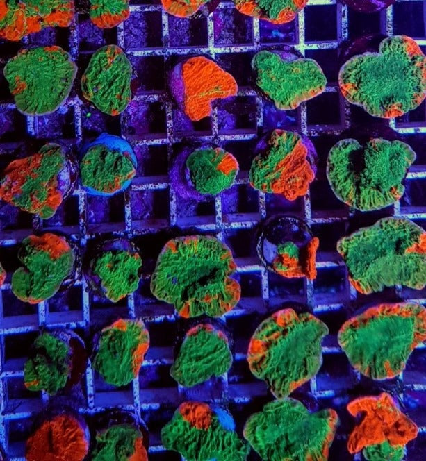 Montipora foliosa (Grafted) (frag)