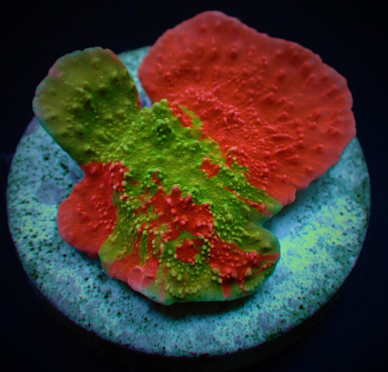 Montipora foliosa (Grafted) (frag)