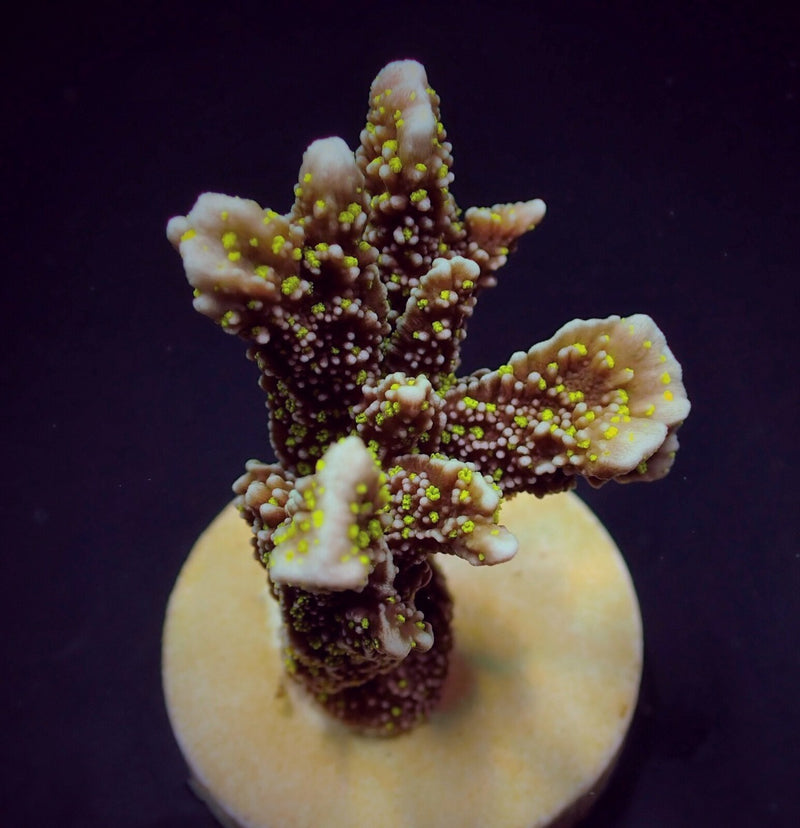 Montipora malampaya (frag)