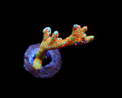 Montipora spp. (Branched) (Forest Fire) (frag)