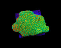 Montipora spp. (Fruity Pebbles) (frag)