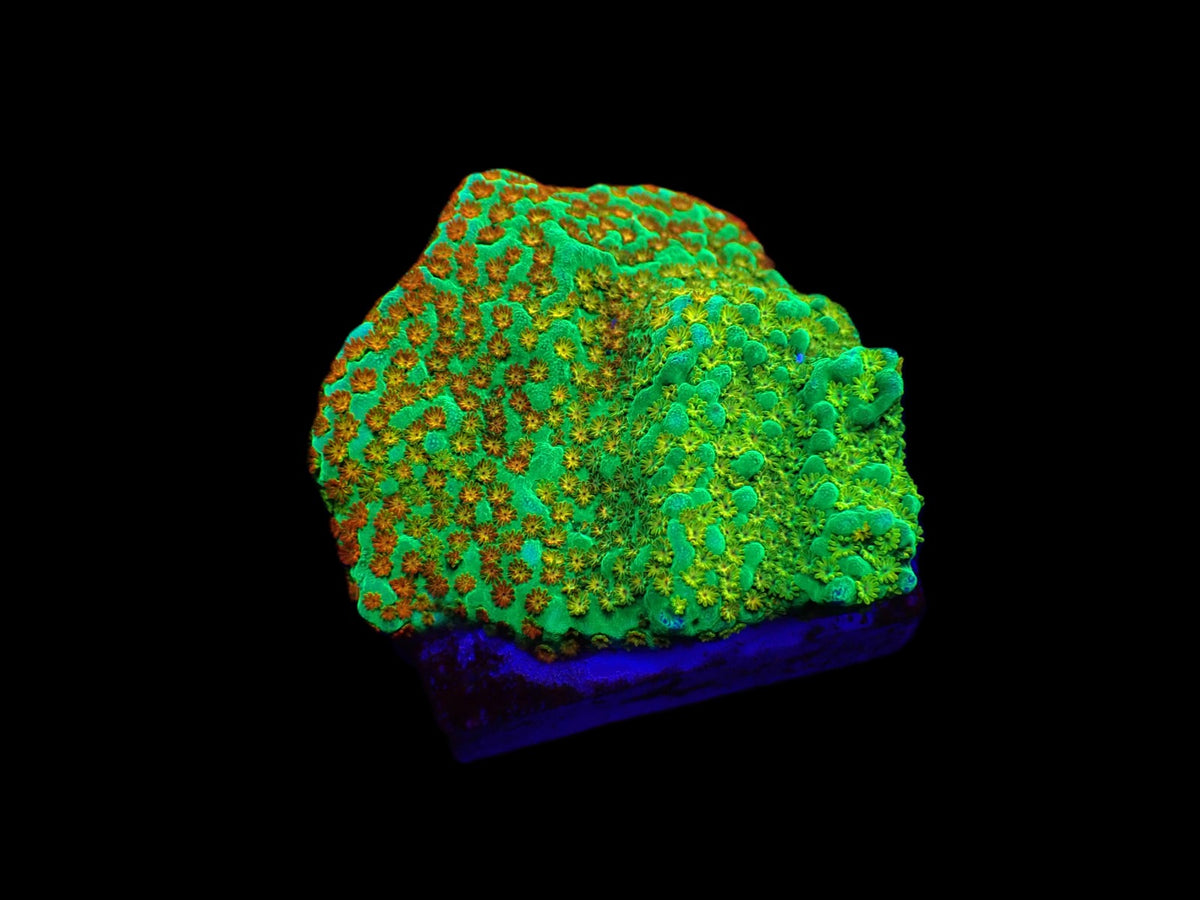 Montipora spp. (Fruity Pebbles) (frag)
