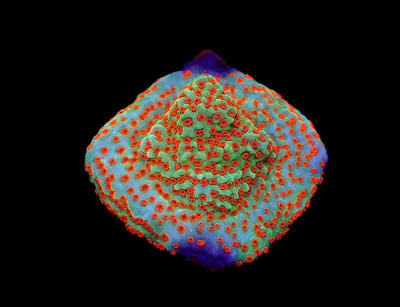 Montipora spp. (Reverse Sunset) (frag)