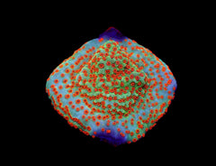 Montipora spp. (Reverse Sunset) (frag)