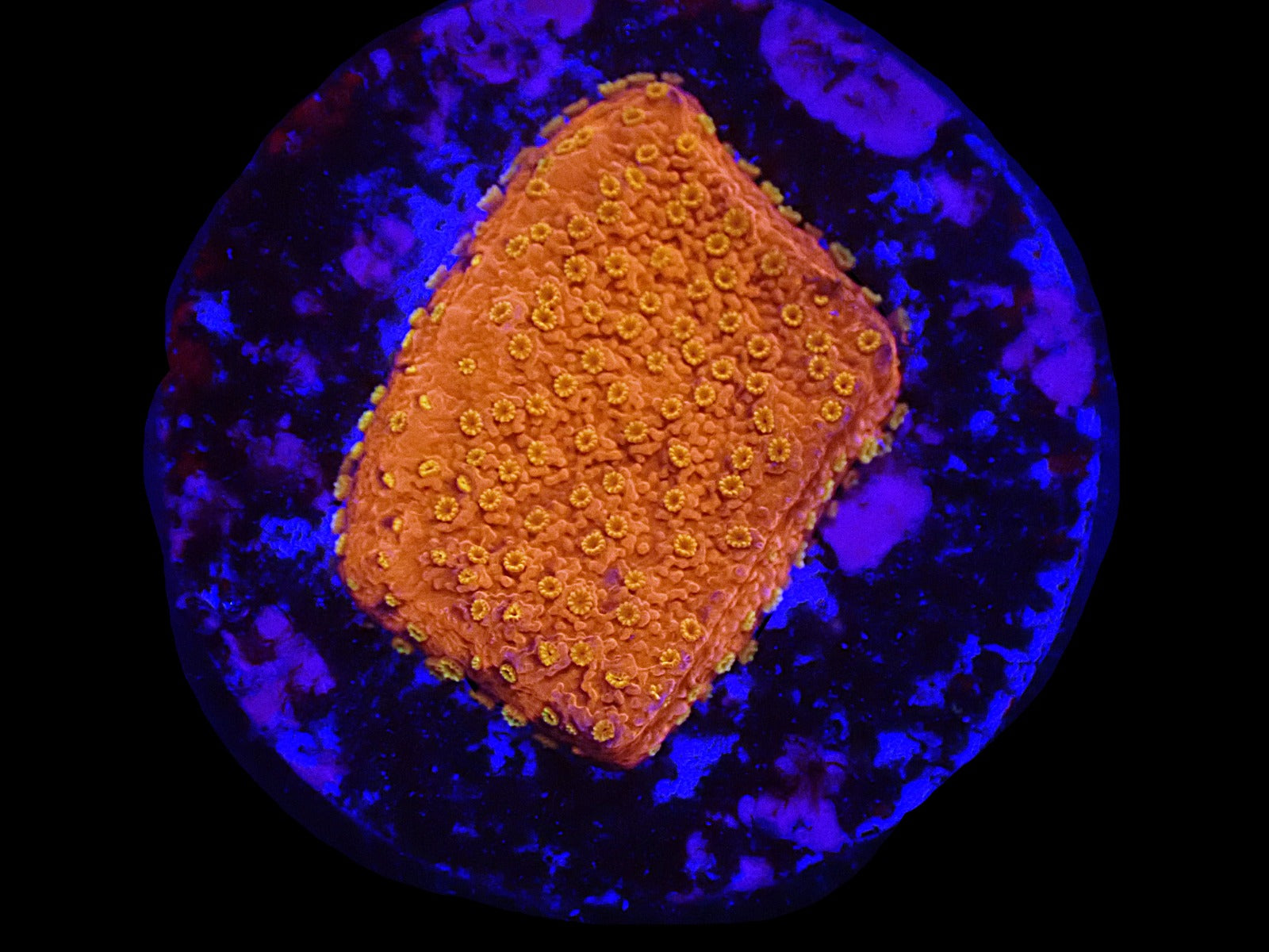 Montipora spp. (Sunburst) (frag)