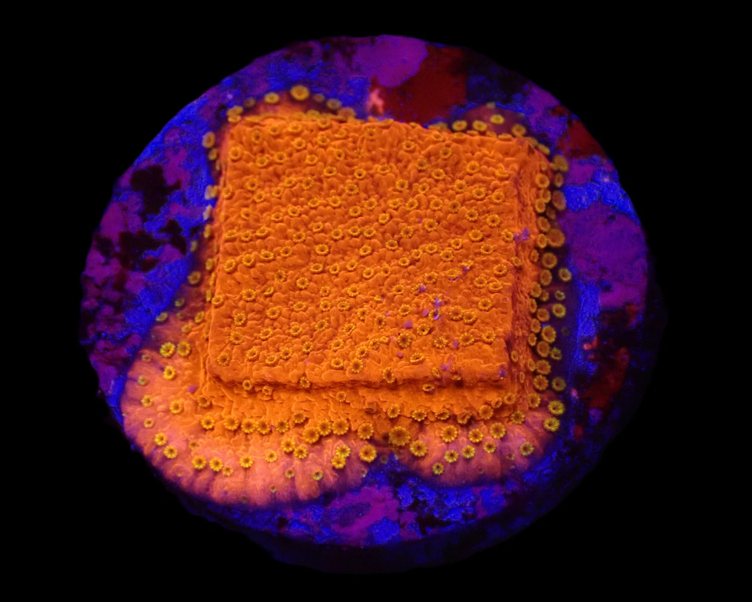 Montipora spp. (Sunburst) (frag)