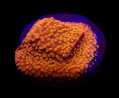 Montipora spp. (Sunburst) (frag)