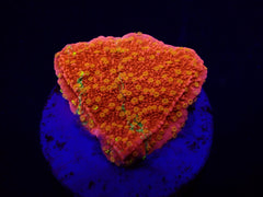 Montipora spp. (WWC Sunfire Grafted) (frag)