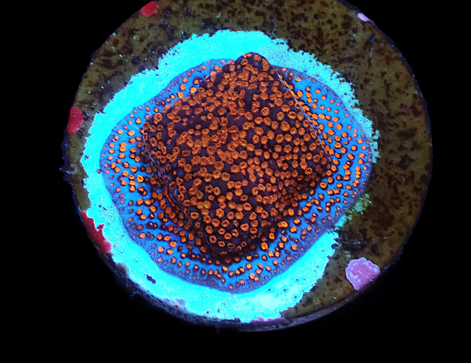 Montipora spp. (Superman) (frag)