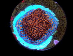 Montipora spp. (Superman) (frag)
