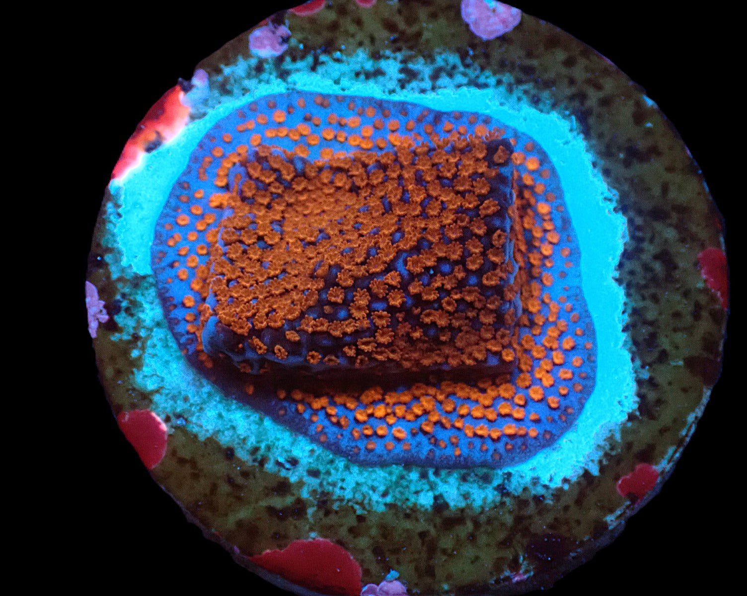 Montipora spp. (Superman) (frag)