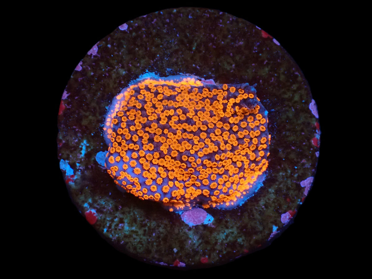 Montipora sp. (Superman) (DJM frag) pb 197