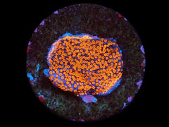 Montipora sp. (Superman) (DJM frag) pb 197