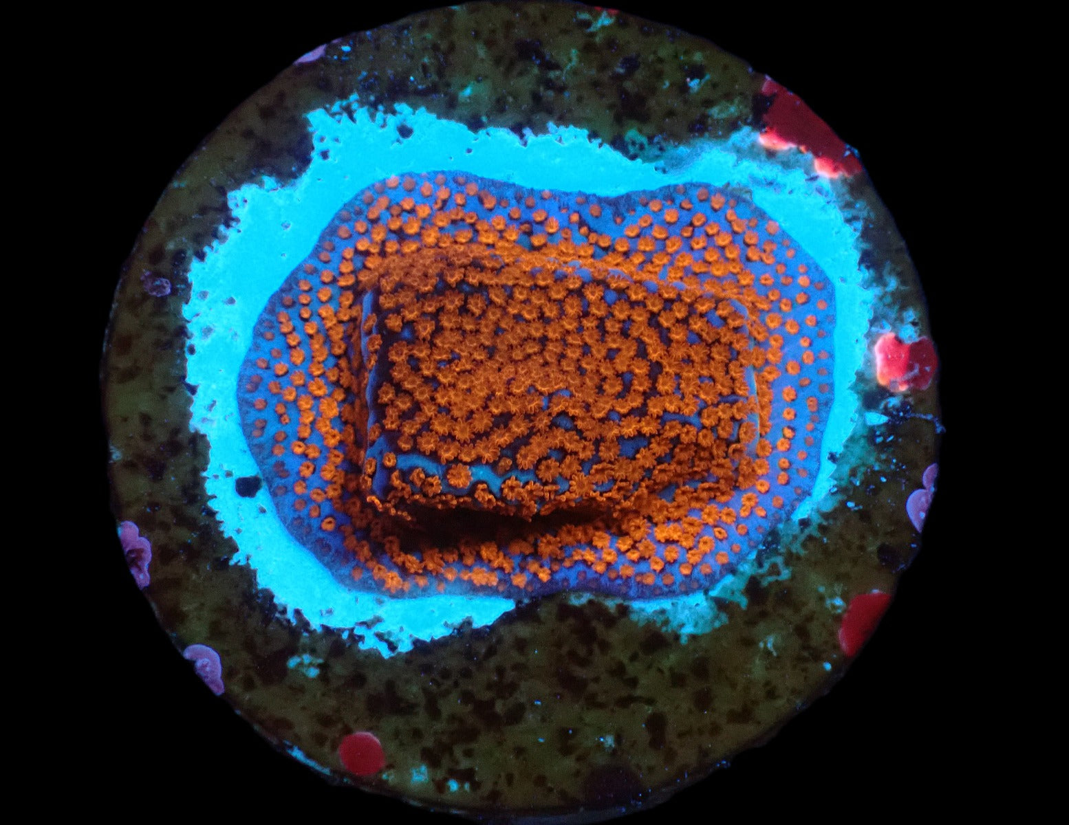 Montipora spp. (Superman) (frag)