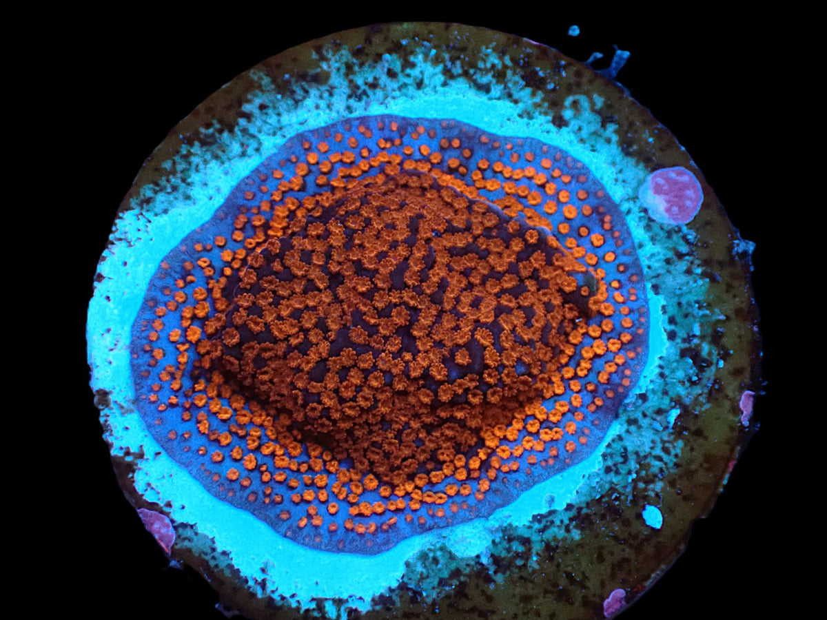 Montipora spp. (Superman) (frag)
