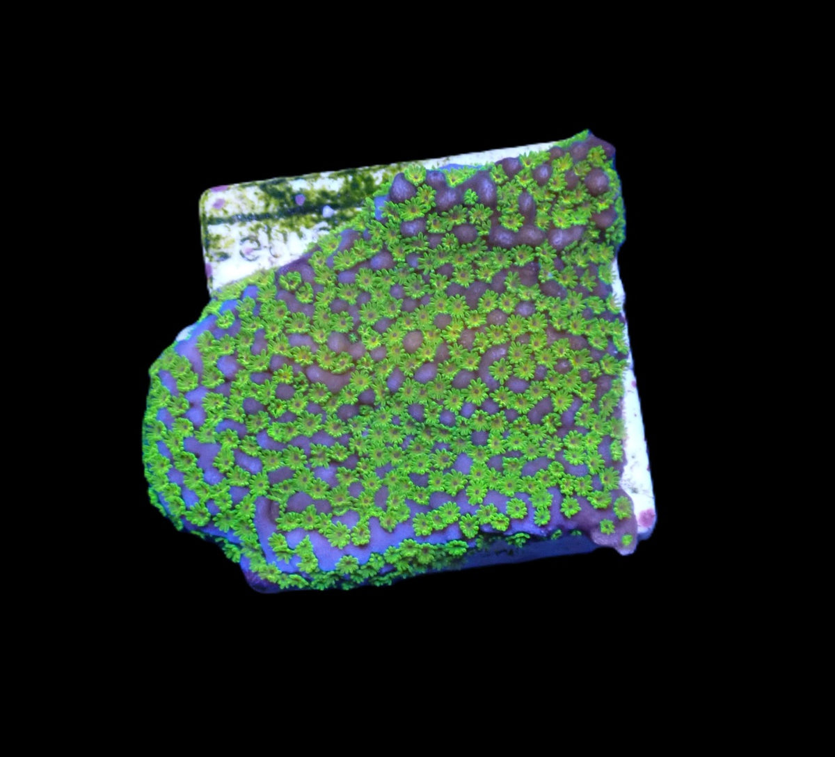Montipora spp. (Ultraman) (frag)