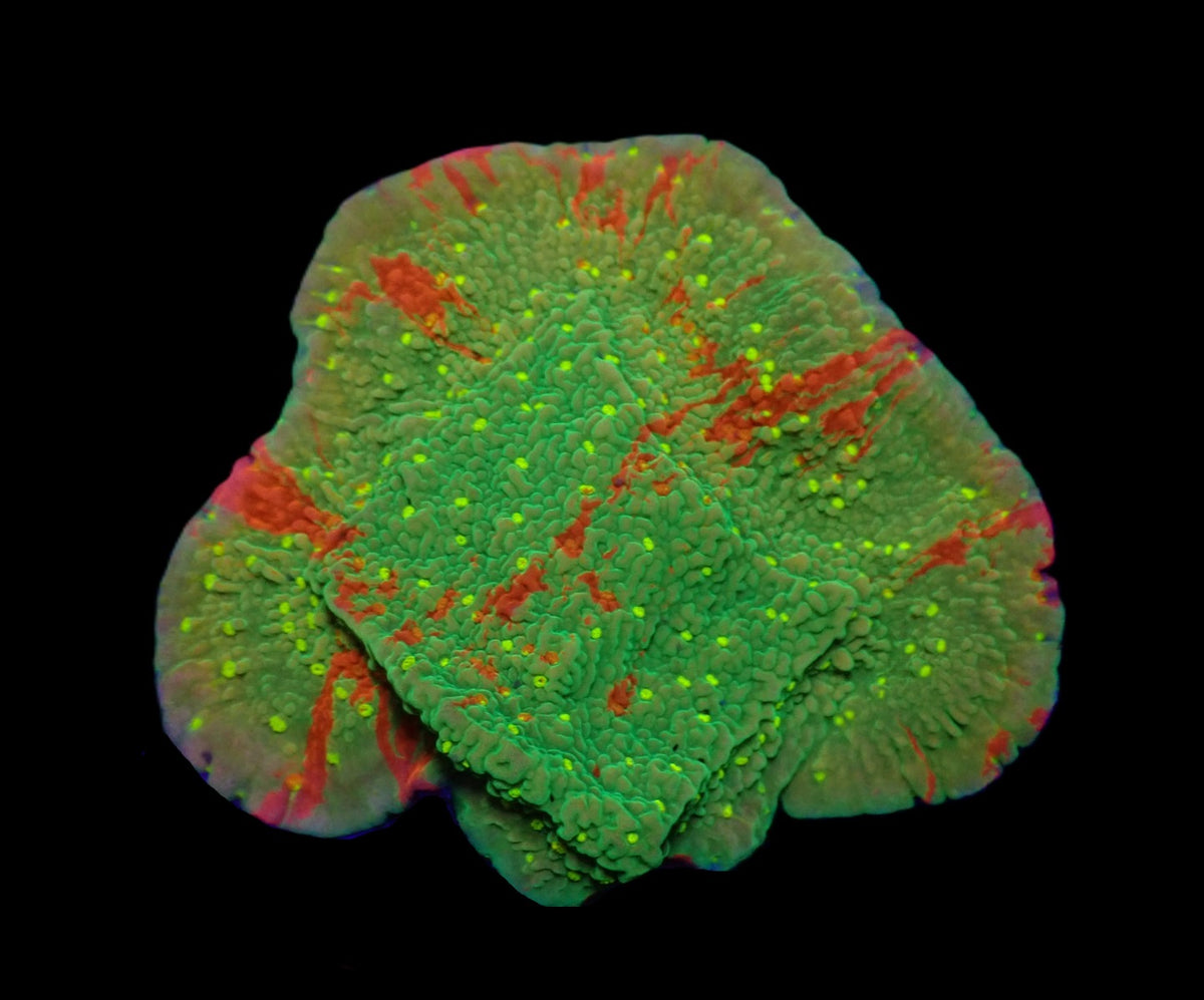 Montipora spp. (WWC Sunfire Grafted) (frag)