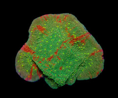 Montipora spp. (WWC Sunfire Grafted) (frag)