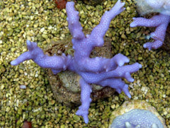 Montipora spp. (Branched) (Blue-Purple)