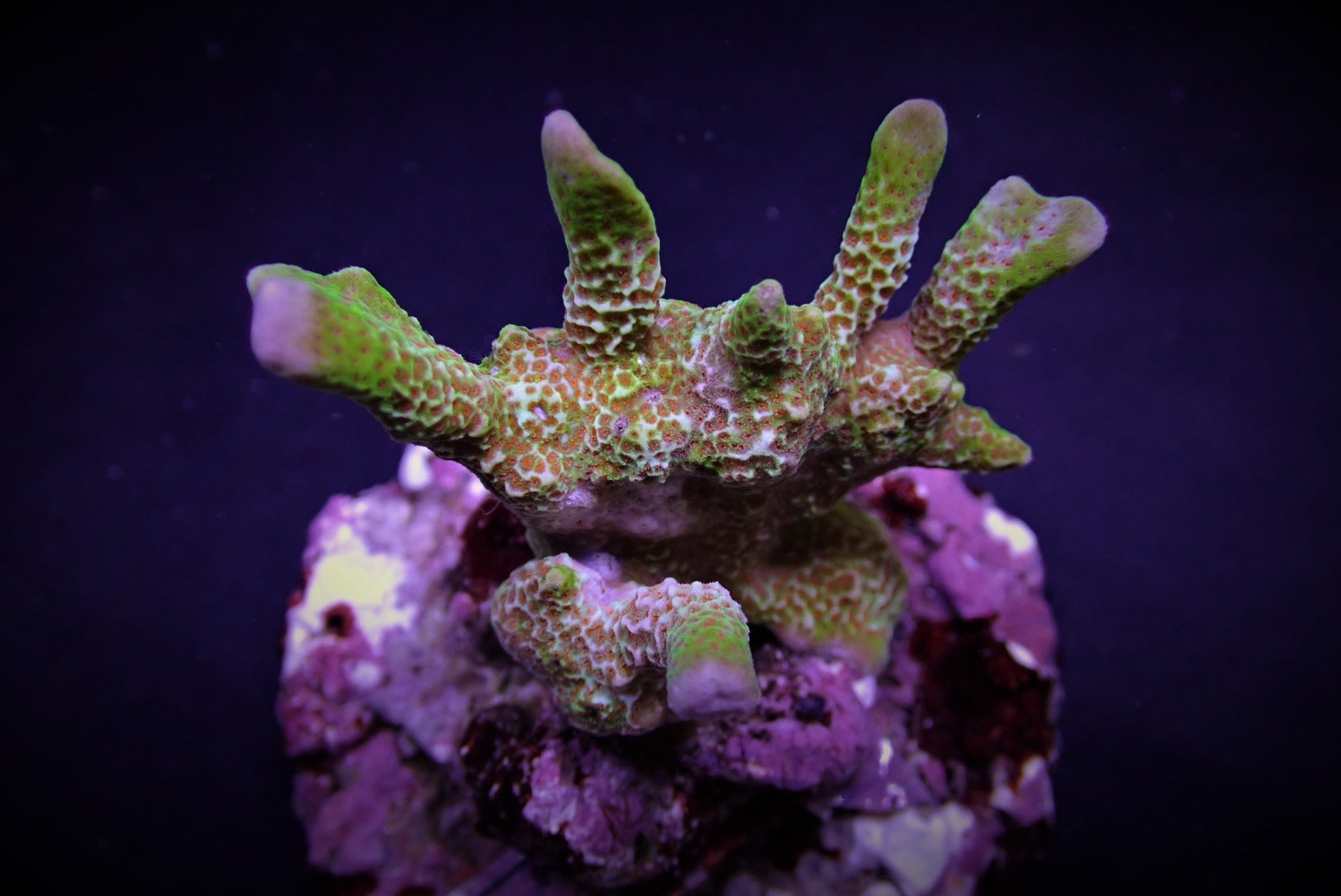 Montipora spp. (Branched) (Forest Fire)
