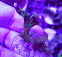 Montipora spp. (Branched) (Forest Fire)