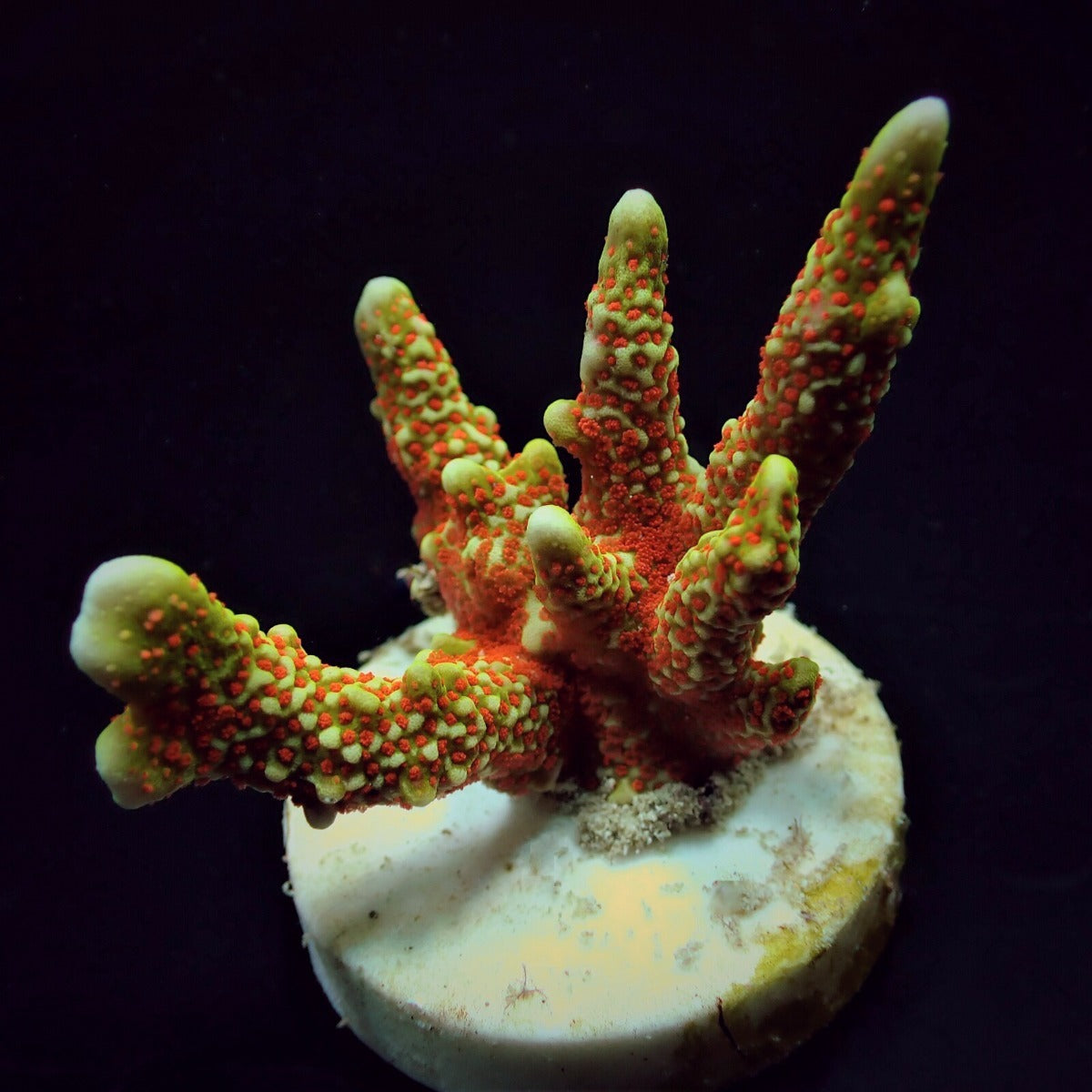 Montipora spp. (Branched) (Forest Fire) (frag)