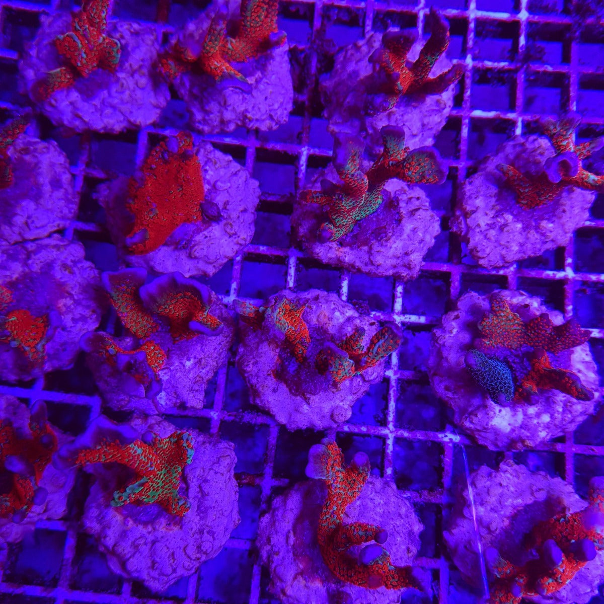 Montipora spp. (Branched) (Forest Fire) (frag)
