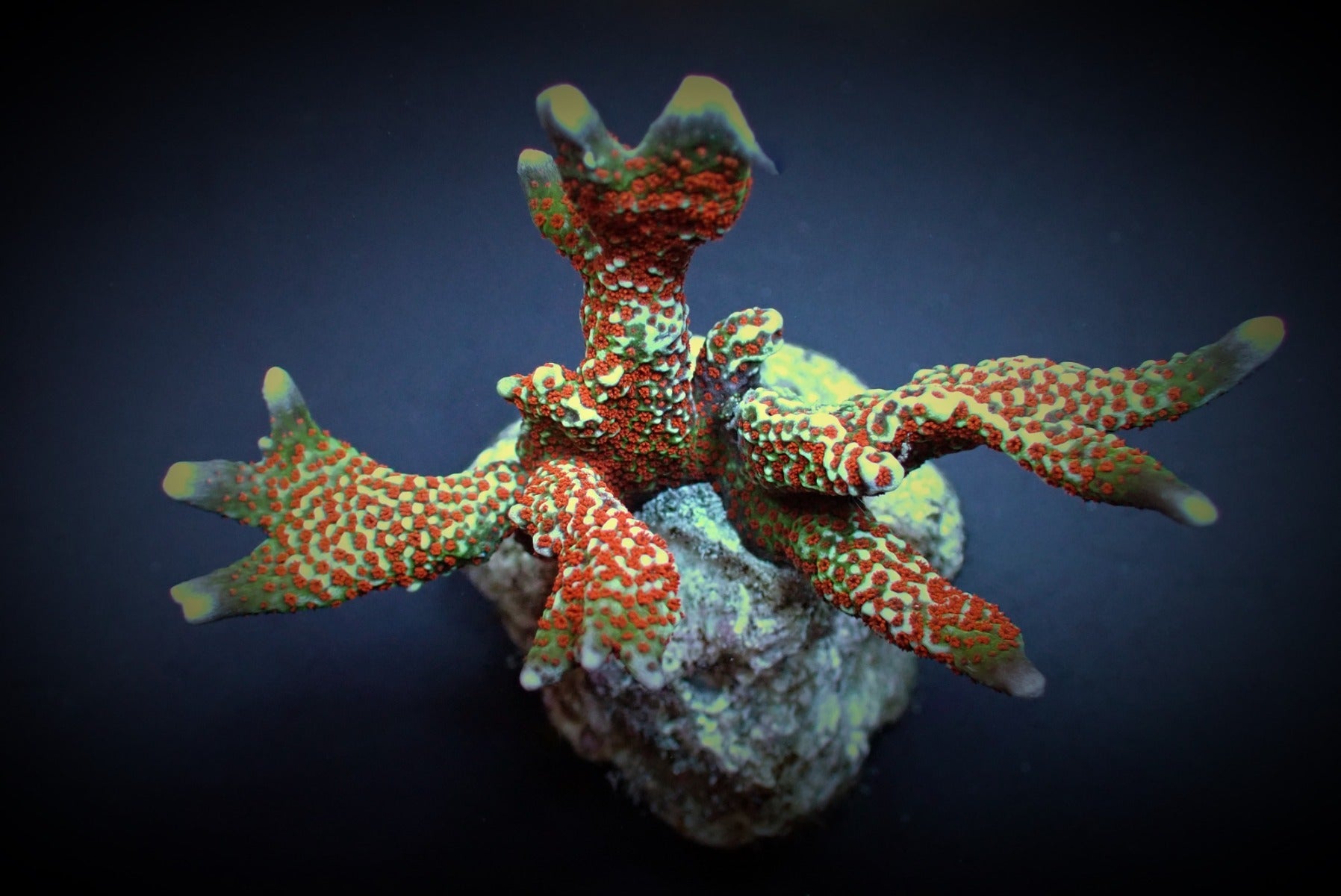 Montipora spp. (Branched) (Forest Fire) (frag)