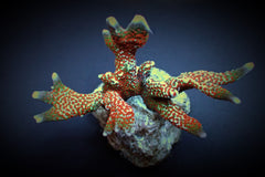 Montipora spp. (Branched) (Forest Fire) (frag)