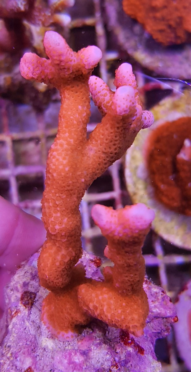Montipora spp. (Branched) (Orange-Red)