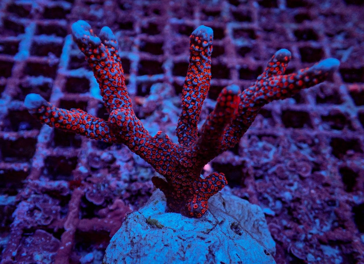 Montipora spp. (Branched) (Red polyp) (frag)